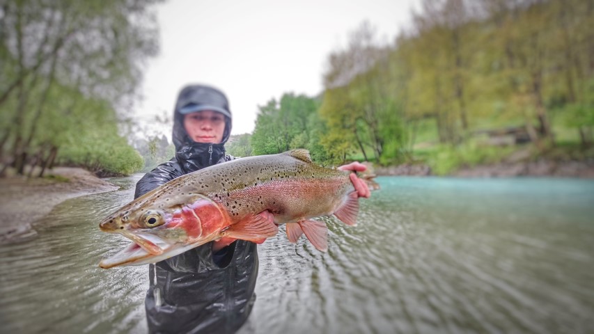 spring Rainbow trout.